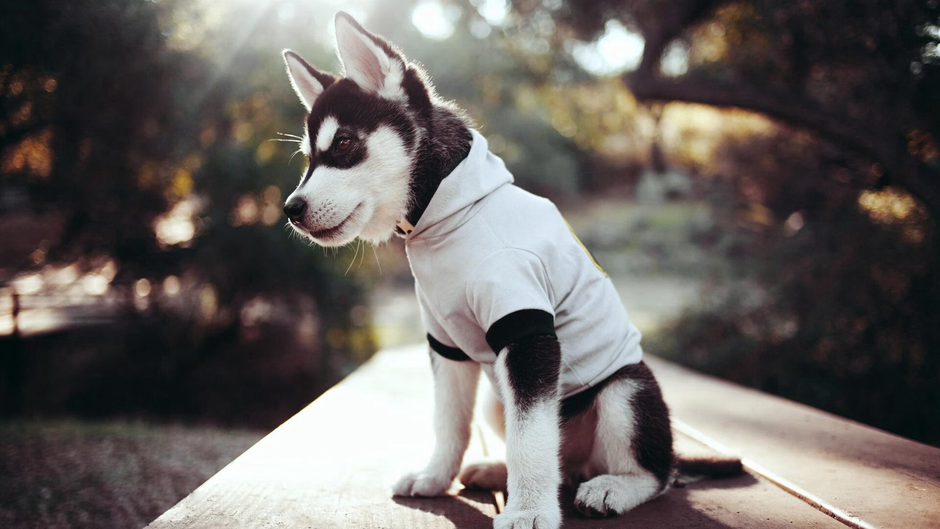 德甲激烈拼杀，比分2-1，关键扑救挽救败局，传球成功率90%，控球率64%